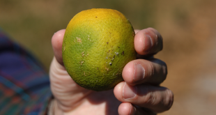 Scarred Fruit - Citrus Fruit Infestation